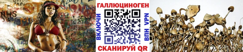купить наркотики цена  Невинномысск  Псилоцибиновые грибы Psilocybine cubensis 